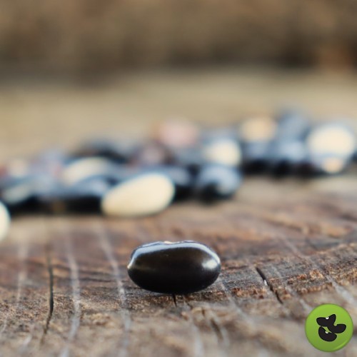 Black Butter Bean