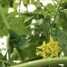 Black Cherry Tomato