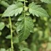 Black Cherry Tomato