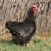 Black Copper Marans