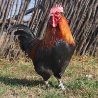 Black Copper Marans