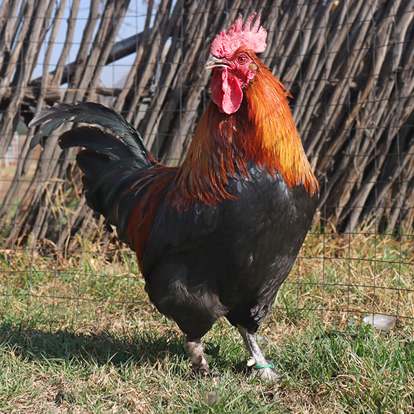 Black Copper Marans