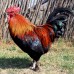 Black Copper Marans