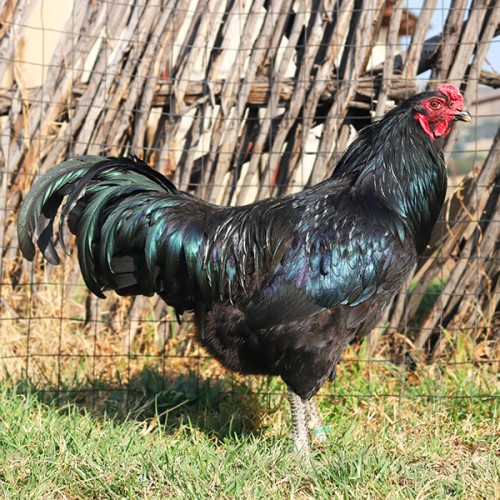 Easter Eggers
