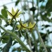 Black Icicle Tomato