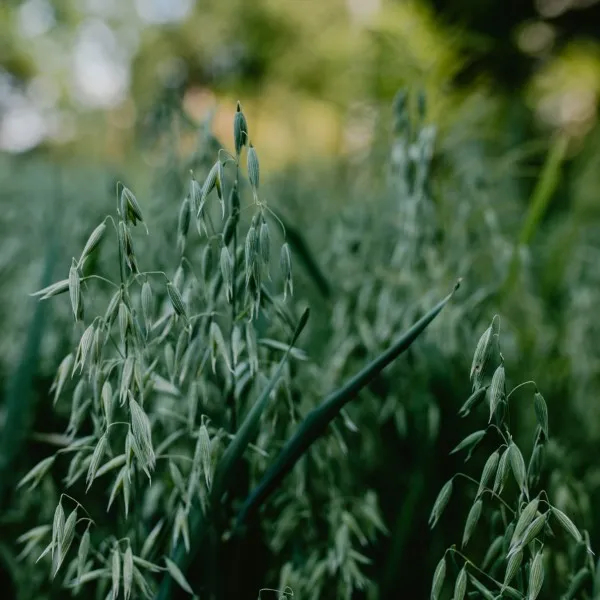 Black Oats Black Oats