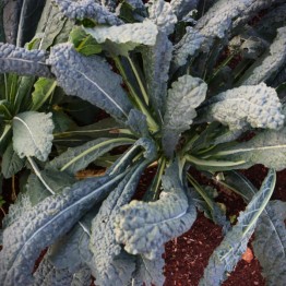 Black Palm Kale