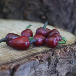 Black Prince Chilli