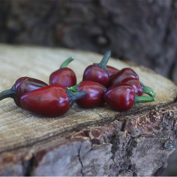 Black Prince Chilli