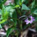 Scorpion Tongue Black 