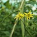 Black Sea Man Tomato