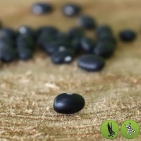 Black Turtle Bean 