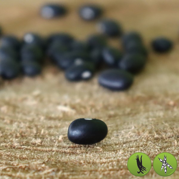 Black Turtle Bean 
