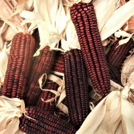 Bloody Butcher Corn