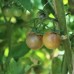 Blue Cream Berries Tomato