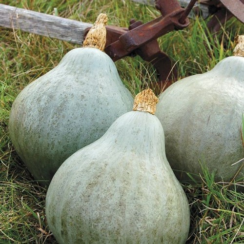 Blue Hubbard Squash