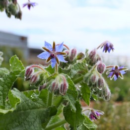 Borage