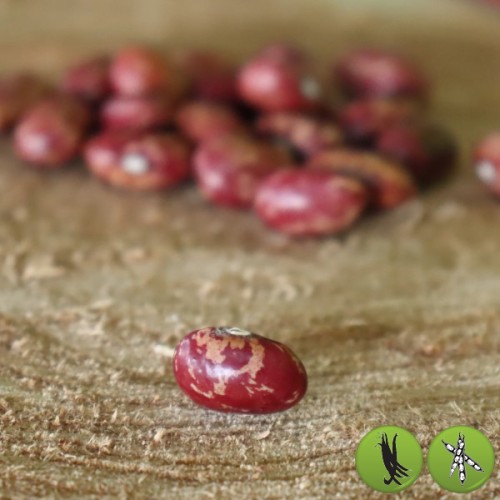 Borlotti 