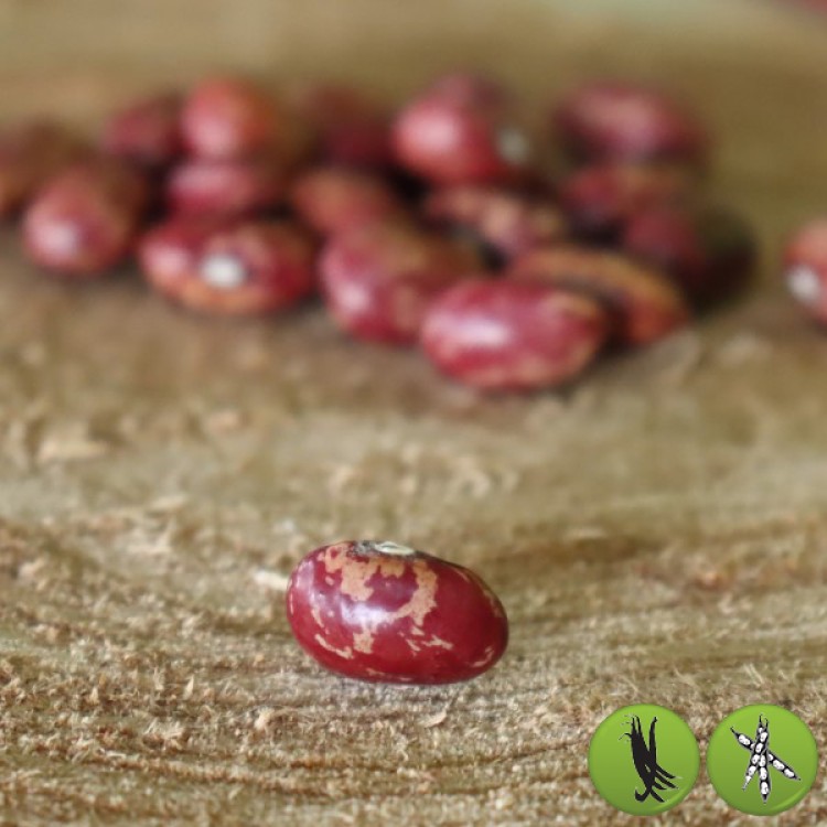 Borlotti 
