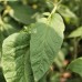 Brandywine Sudduth's Tomato