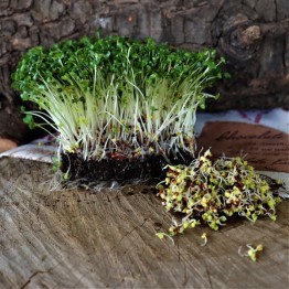 Broccoli Sprouts 