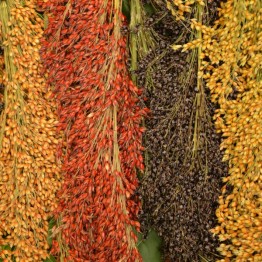 Multicoloured Broomcorn