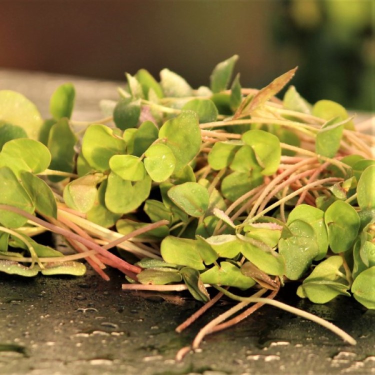 Buckwheat Sprouting Seed