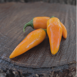 Bulgarian Carrot