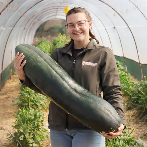 Giant Bullet Head Wax Gourd