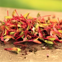 Detroit Dark Red Beetroot Microgreens