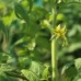 Burnley Bounty Tomato