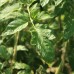 Burnley Bounty Tomato