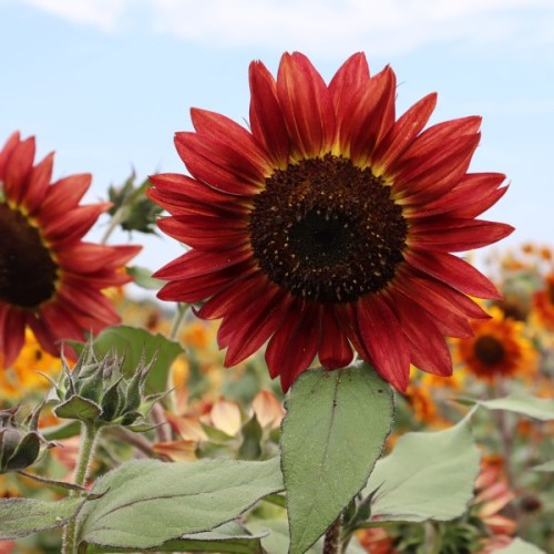 Burnt Umber Sunflower