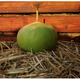 Bushel Basket Gourd