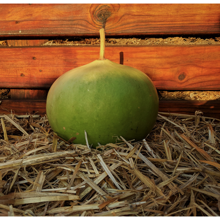 Bushel Basket Gourd