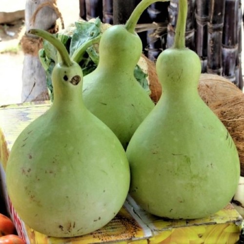 Calabash Birdhouse Gourd