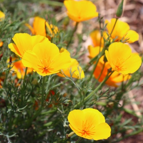 California Poppy