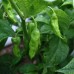 Bhut Jolokia Caramel