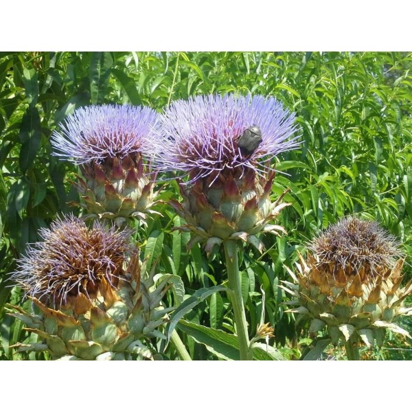Cardoon Cardoon