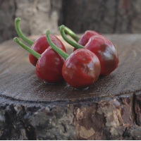 Cascabel