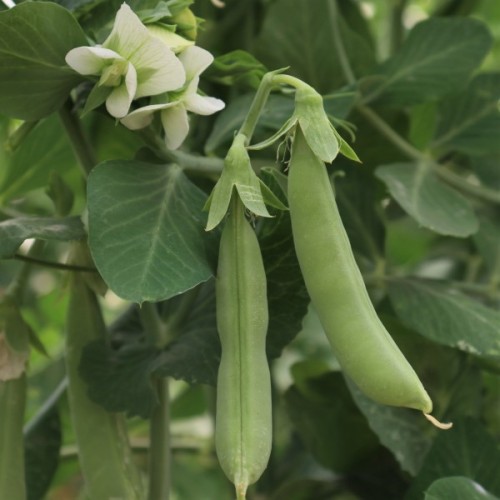 Cascadia Peas