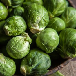 Catskill Brussels Sprout