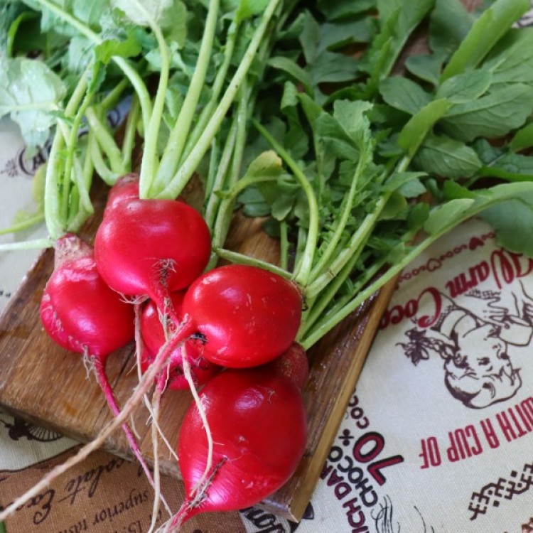 Champion Radish