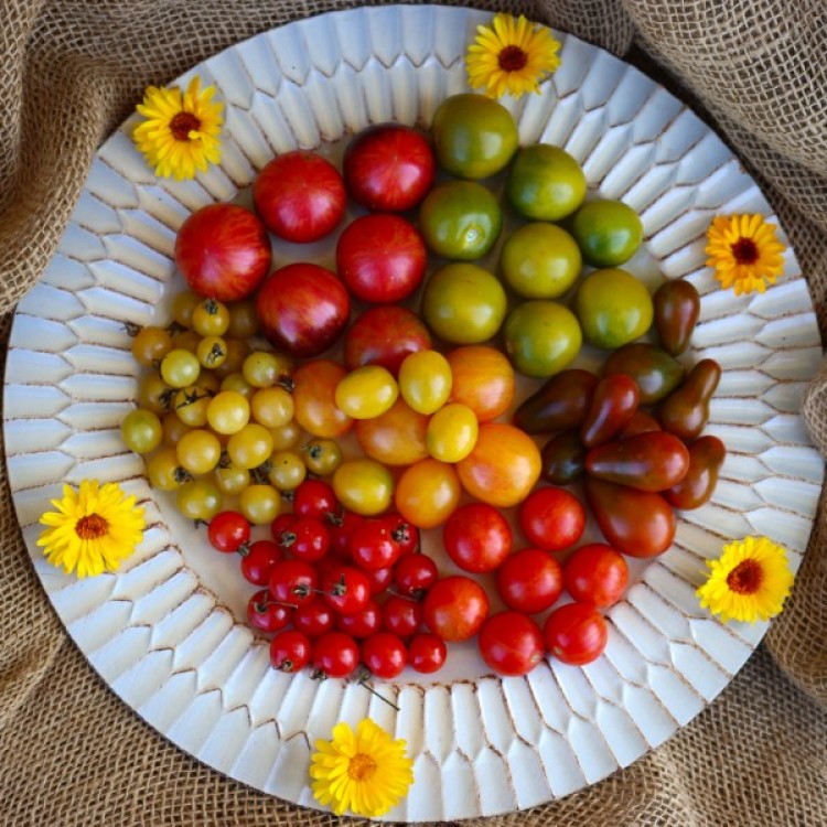 Cherry Tomato Assortment - Petite