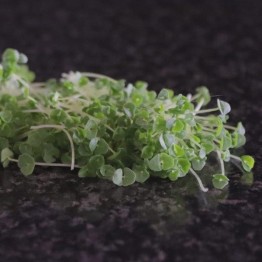 Chia Microgreen Seeds