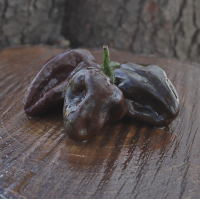 Seedling Chile De Onza Chilli Seedling Chile De Onza Chilli