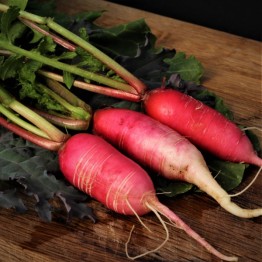 China Rose Radish