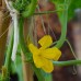 Chinese Snake Cucumber