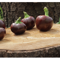 Seedling Chocolate Cherry Chilli Seedling Chocolate Cherry Chilli