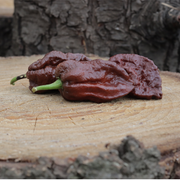 Naga Brain Chocolate